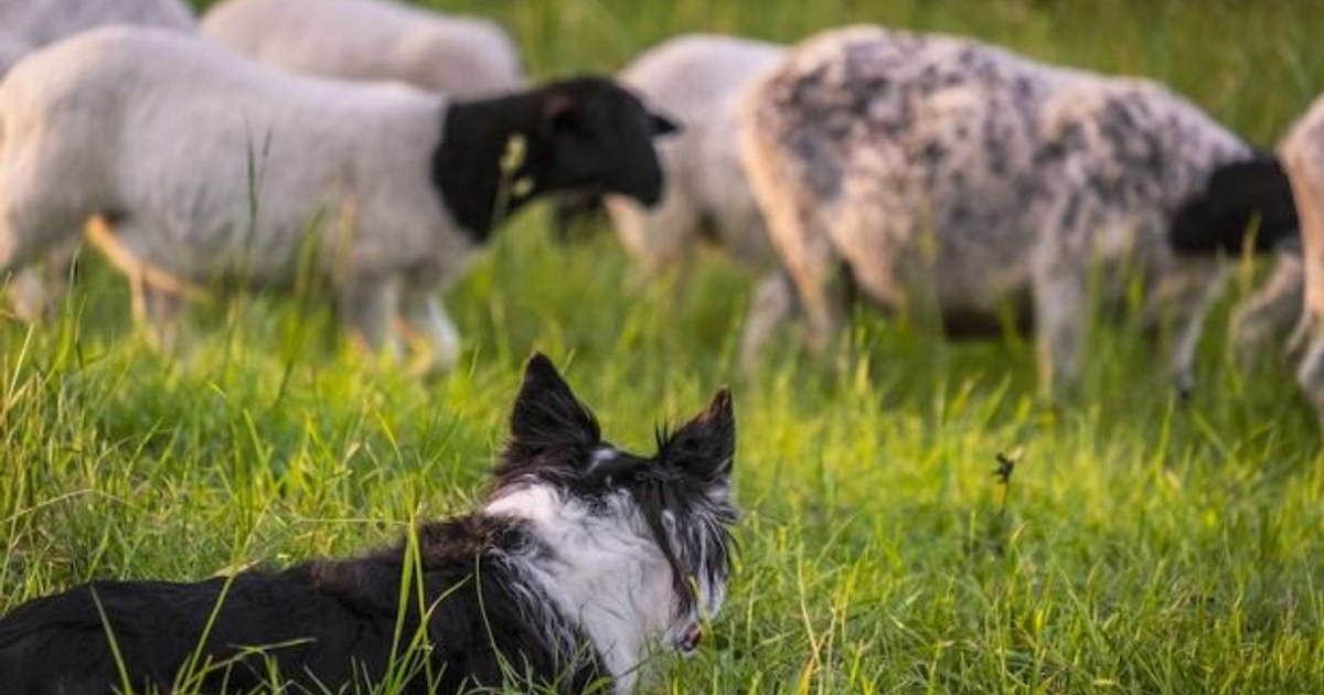 İnsanlar ve Köpekler, Avrasya’ya Birlikte Yayılmış