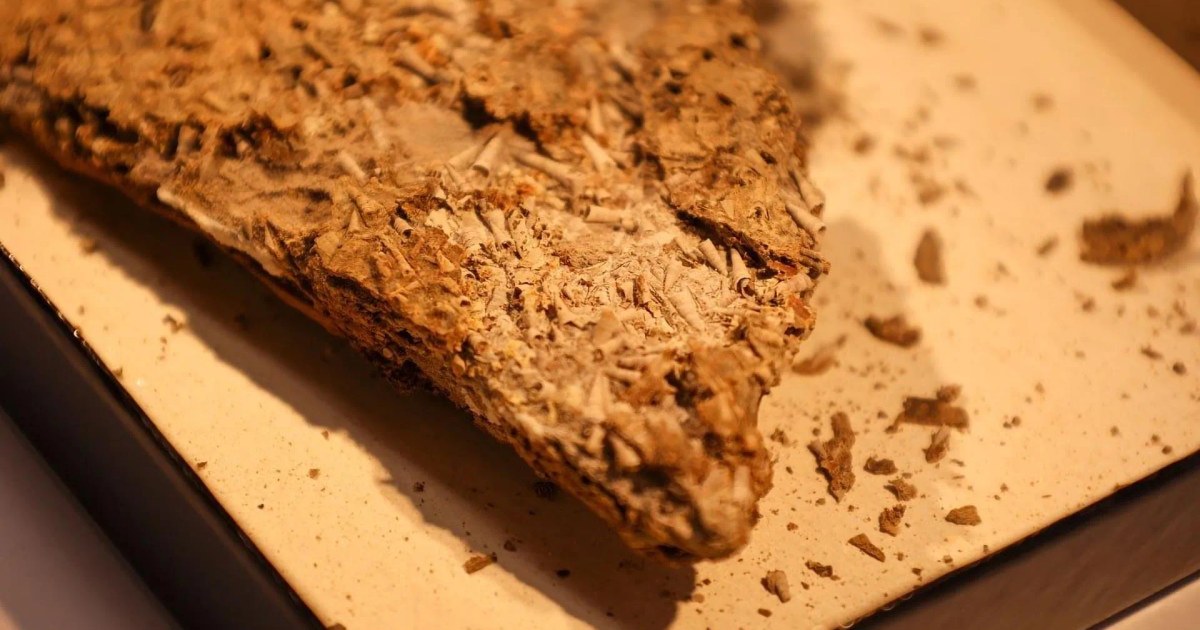 540 milyon yıllık Salterella fosili, iskelet oluşumunda iki farklı mineral yapılandırma yöntemini birleştirmesiyle evrimsel anlayışa meydan okuyordu. On yıllardır süren belirsizliğin ardından bilim insanları, bu fosili knidliler (Cnidaria) ailesiyle ilişkilendirdi. Bu çığır açan keşif, hayvanların ilk iskeletlerini nasıl inşa etmeye başladığına dair bilgimizi önemli ölçüde derinleştiriyor.