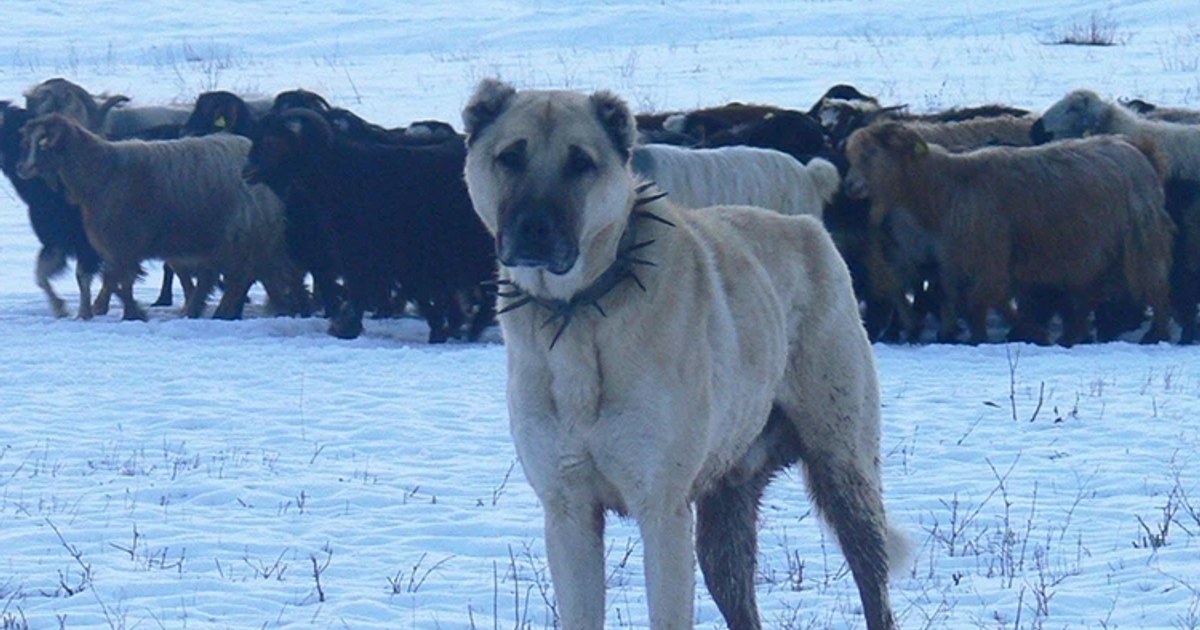 Atatürk’ün Onayıyla ABD’ye Gönderilen Anadolu Köpekleri: Arkeolojik Bir Soy İzlemesi