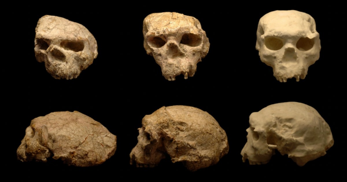Doğu Asya'da Homo erectus'un 1,77 Milyon Yıllık Kalıntıları