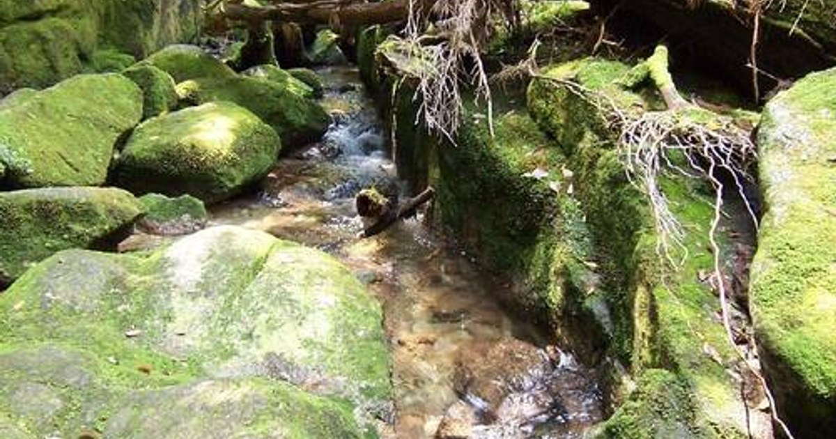 Yakushima: Paleoarktik-Oriental Geçiş Bölgesindeki Eski Orman Mirası
