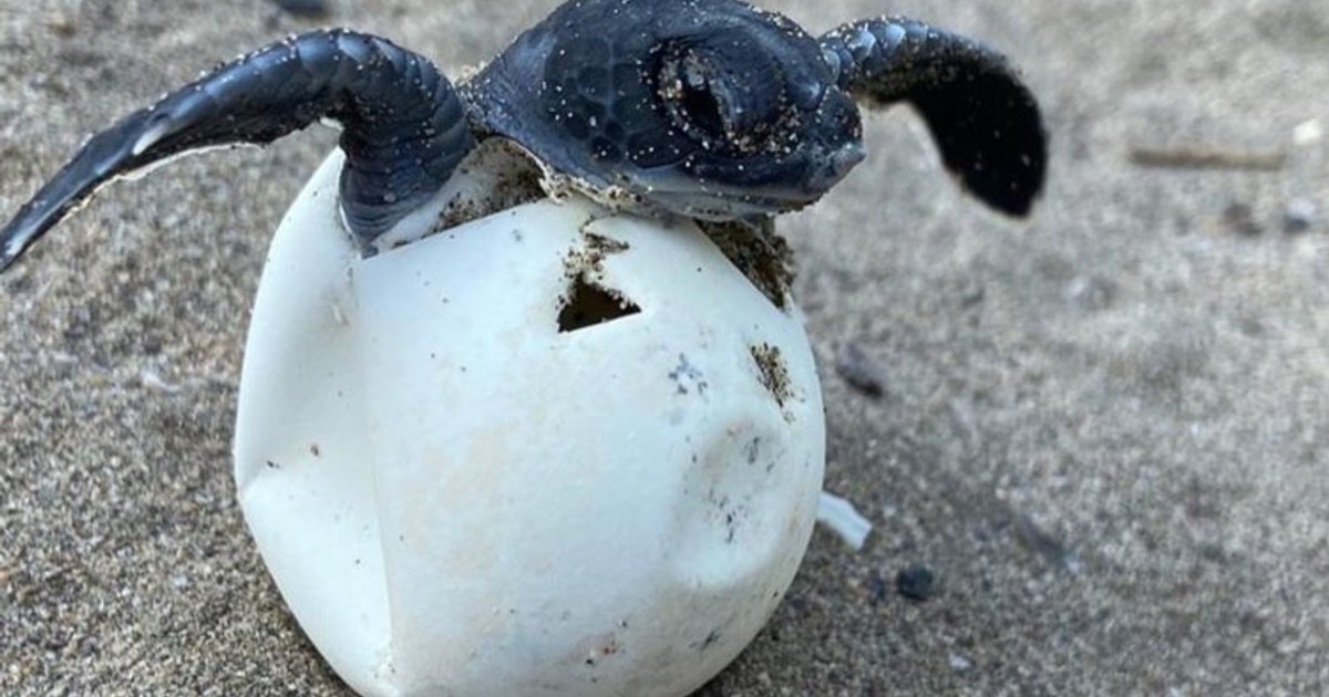 Patara: Kültürel Miras ve Caretta Caretta’nın Ortak Yurdu