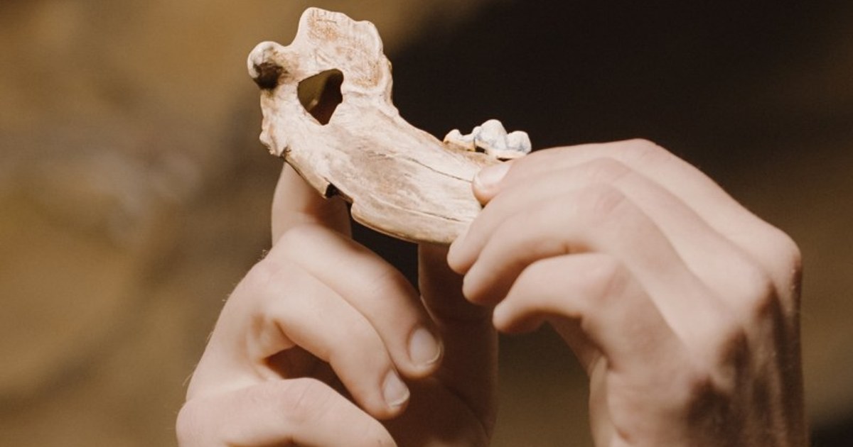 DNA-Spuren der ersten Hunde Europas vor 14.000 Jahren