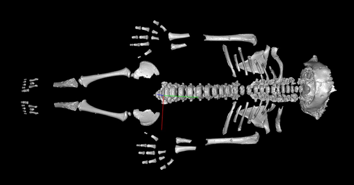 Neandertal Bebekler Modern İnsandan Daha Hızlı Büyümüş
