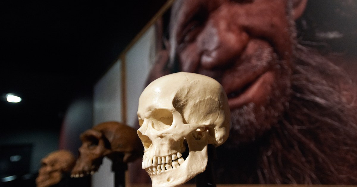 Neandertals' Brain Differences Not to Blame for Their Extinction