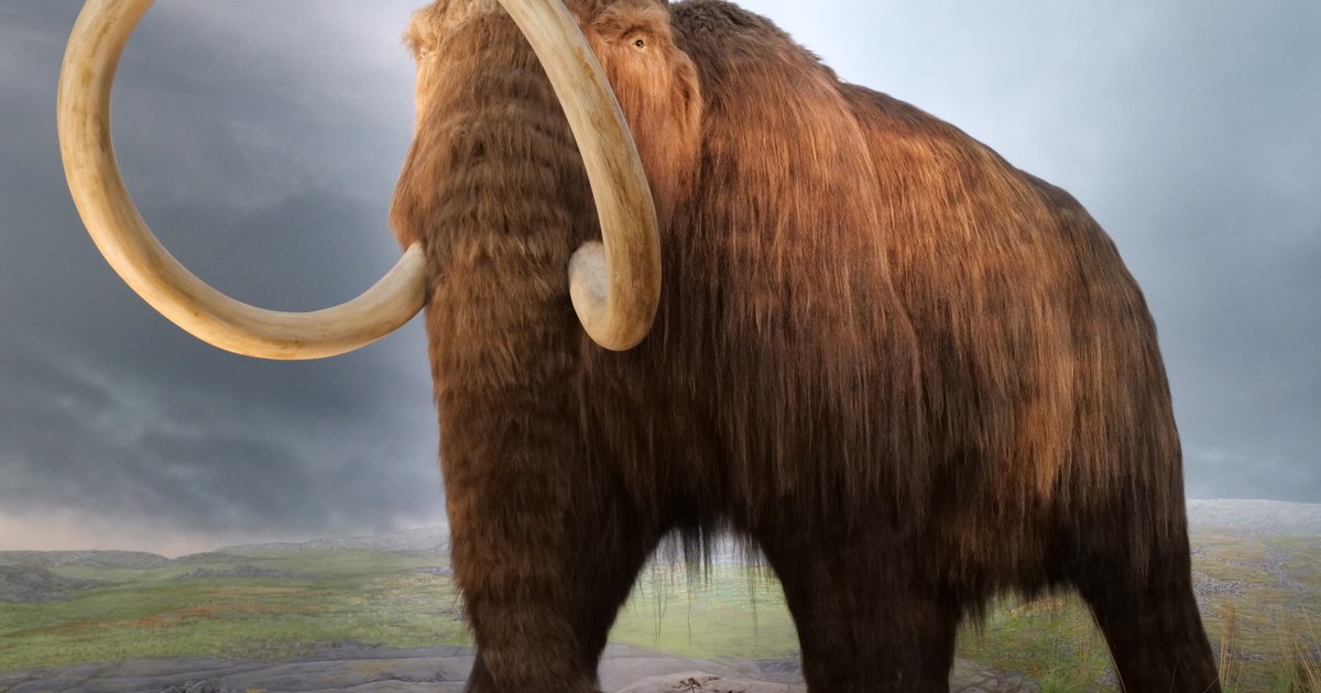 Surprising Truth Behind 'Mammoth' Fossil from Alaska