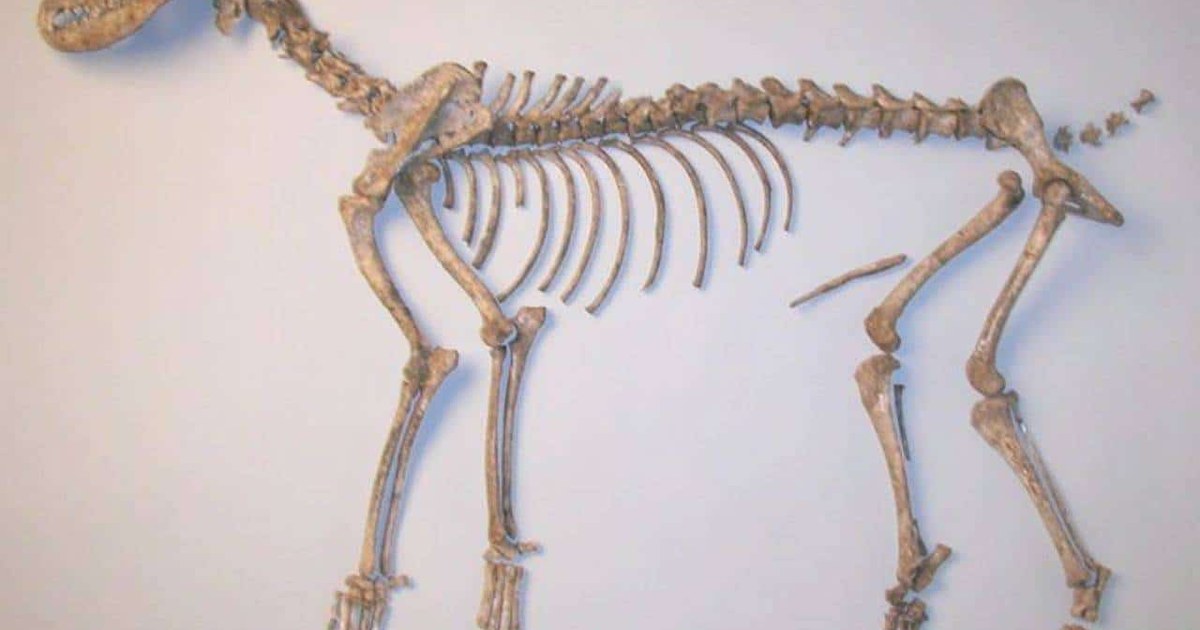 2.000 Yıllık Köpek DNA’sı, Kore Yarımadası’nda Farklı Bir Soy Belirtiyor