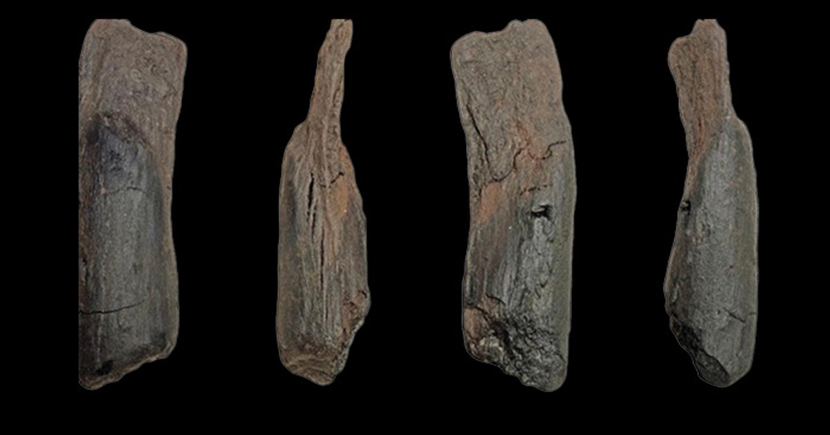 Neanderthaller, dar burunlu gergedan dişlerini alet olarak kullanmış olabilir