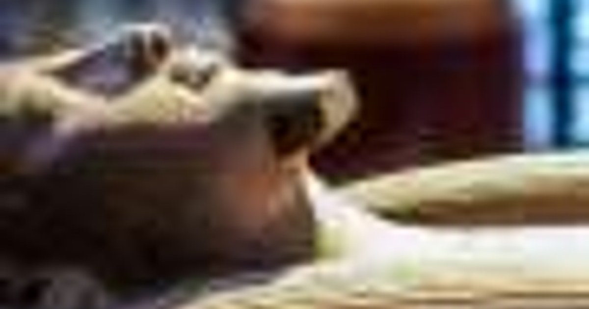 Mumyanın içine Homeros'un İlyada'sından bir parça yerleştirildi