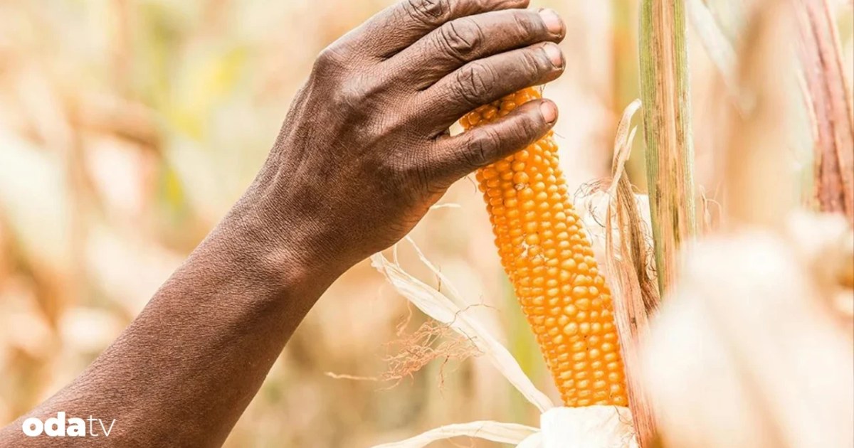 Peru'da 6.700 yıllık patlamış mısır kalıntıları bulundu