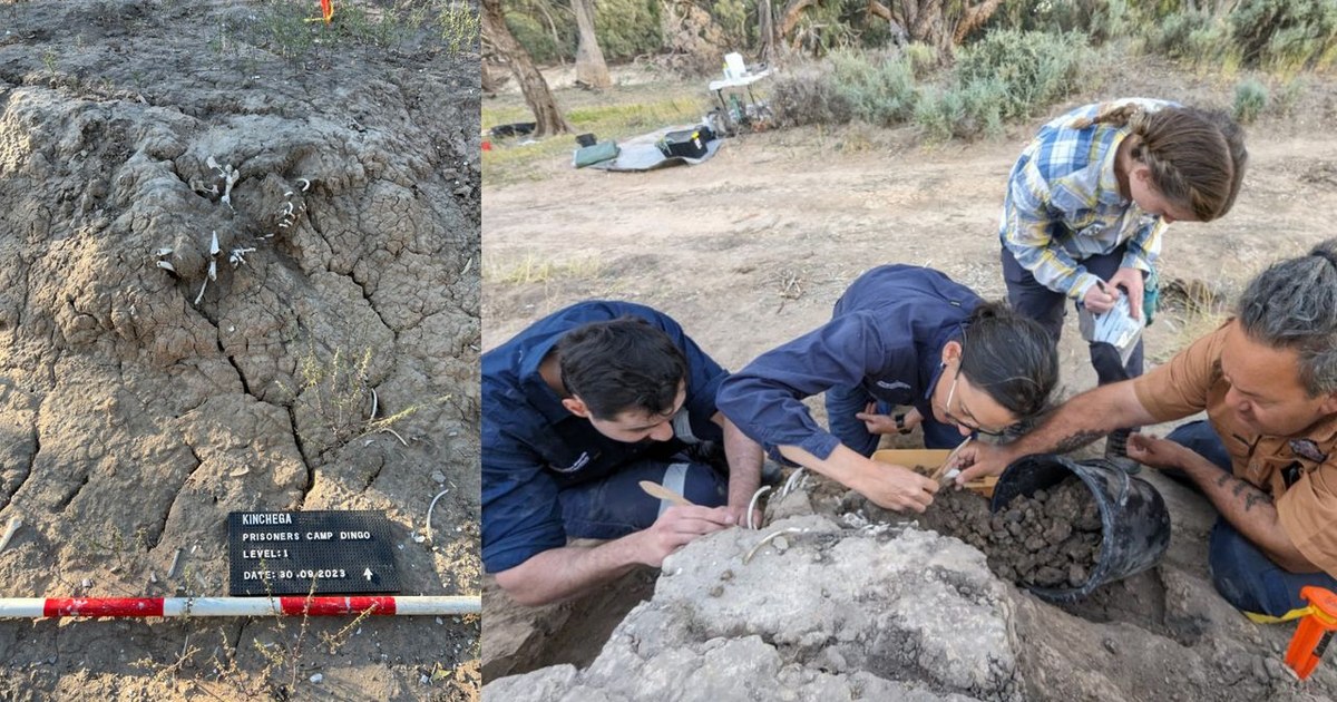 950 Yıllık Evcil Dingo Mezarı, İnsanların Ritüel Olarak Mezarı 'Beslediğine' Dair Benzersiz Kanıtlar Sunuyor