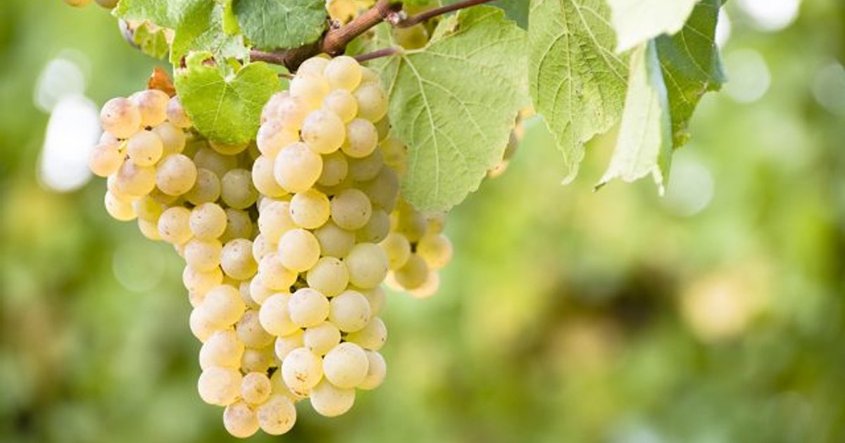 Unter Chiantis berühmtem Rotwein: Weiße Trauben entdeckt
