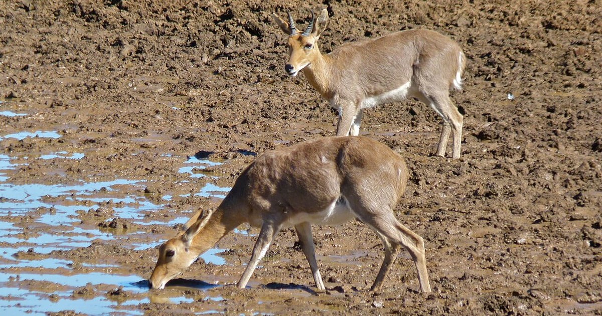 Une découverte en Afrique du Sud bouscule les certitudes : de l’ADN d’antilope vieux de 50 000 ans préservé malgré le climat chaud