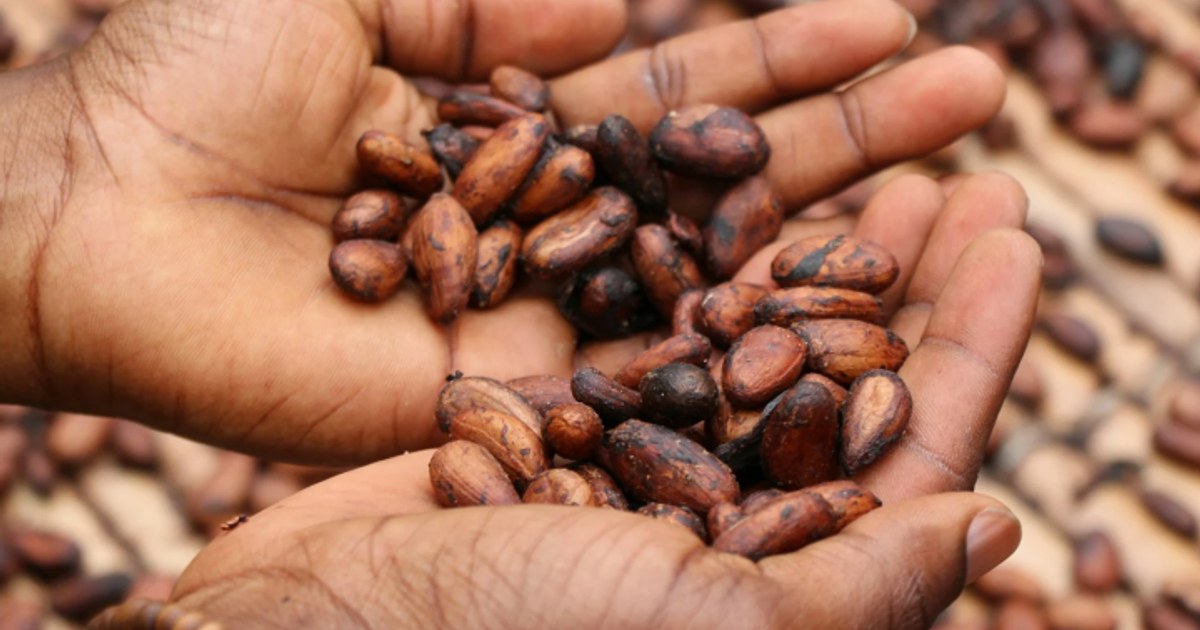 Commerce précolombien du cacao : une surprise d'ADN ancien à Etowah