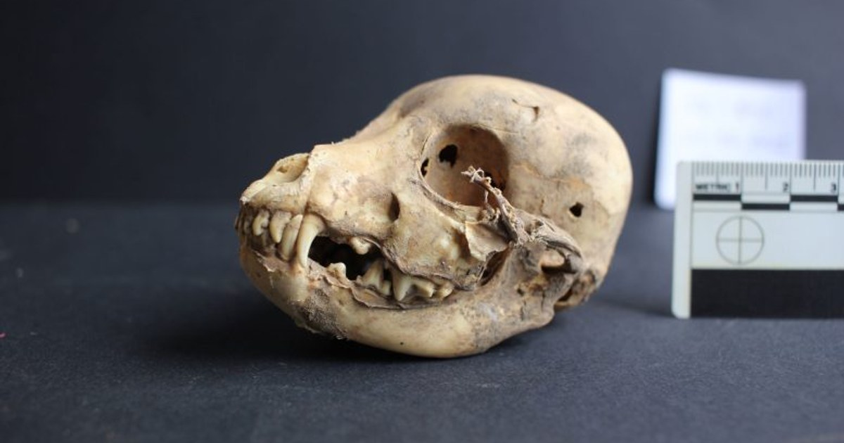 Descubren momia de perro sin pelo de 1200 años en Perú