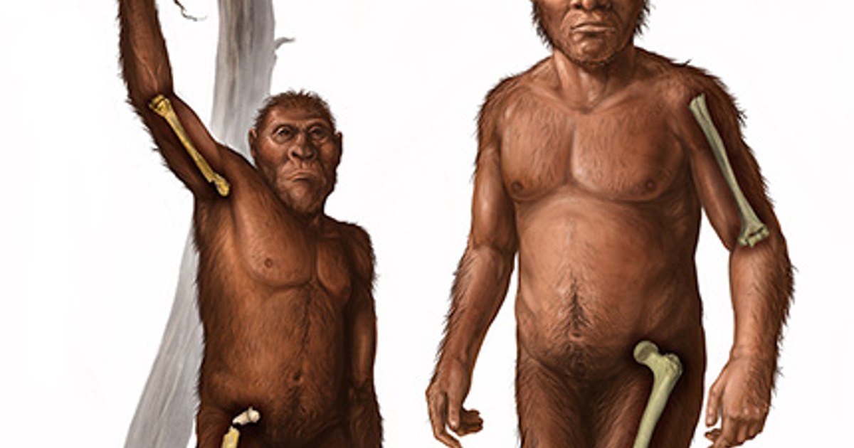 Wann verließen die Vorfahren des Menschen die Bäume? Arm- und Beinstärke beleuchten die Evolution