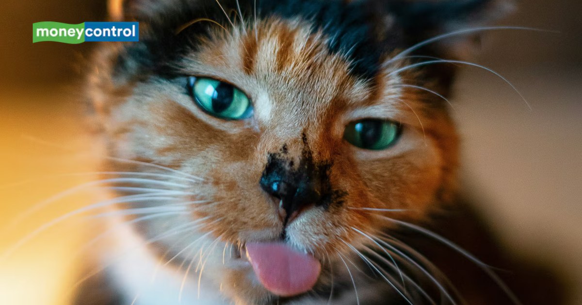 From Wild Hunter to Housemate: The 10,000-Year Domestication Journey of Cats