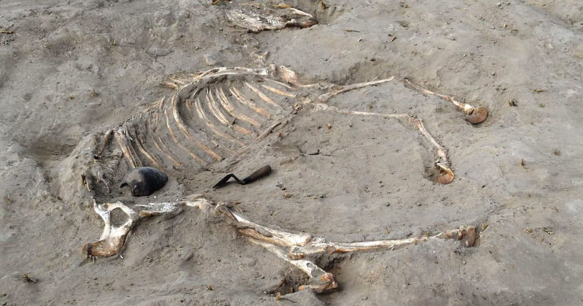 Égypte antique : découverte d'une tombe de cheval trimillénaire et d'un relief de prisonnier dans une forteresse