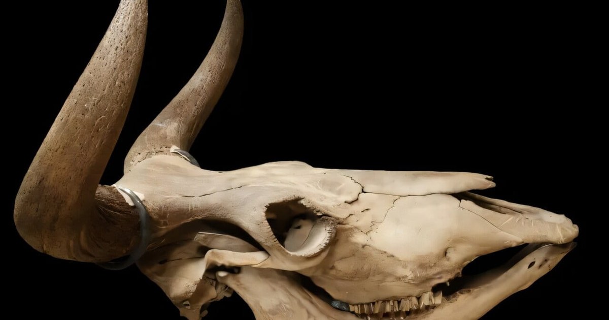 Why Did Scandinavia's Giant Aurochs Go Extinct? DNA Analysis Provides Answers