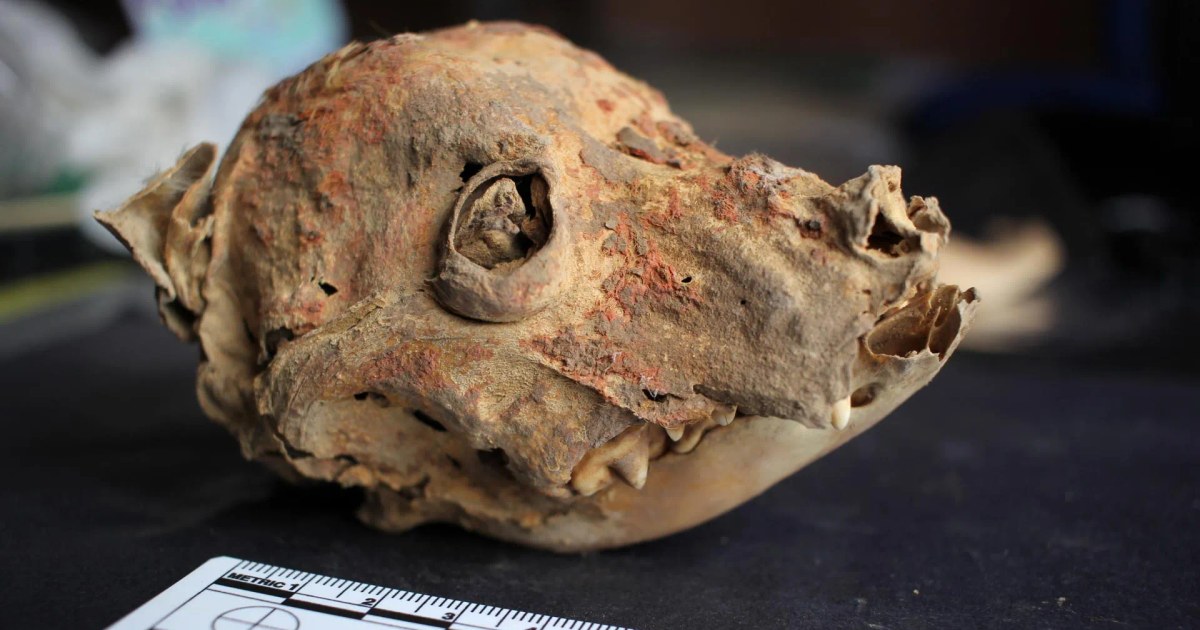 1,200-Year-Old Mummified Remains of Hairless Dogs Discovered in Peru